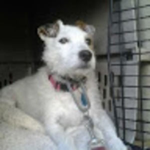 Meet your Posher, Frank